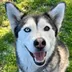JUSTICE FOR DOG KILLED BY COP logo