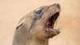 NAUGHTYSEAL logo
