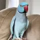 The Blue Chicken logo