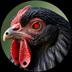 COCK logo