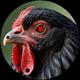 COCK logo