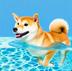 WaterShiba logo