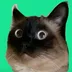Merv The Cat logo