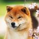 Shiba Inu's Daughter logo