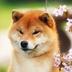 Shiba Inu's Daughter logo