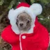 Sanchi the Noel dog logo