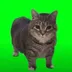 Oia Oia Cat logo