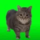 Oia Oia Cat logo