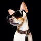 Decentralized Dog logo