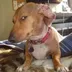 Real Side Eye Dog logo