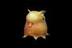 dumby logo