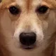 New Tiktok Doge logo