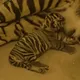 Disney Sumatran Tiger logo