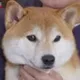 Naoto Takenaka Dog logo