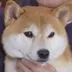 Naoto Takenaka Dog logo