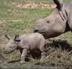 New Baby Rhino logo