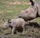 New Baby Rhino logo