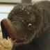 New Baby Elephant Houston Zoo logo
