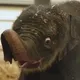 New Baby Elephant Houston Zoo logo