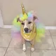 Unicorn Dog logo