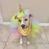 Unicorn Dog logo