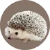 Carl the Hedgehog logo