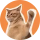 Catslap On Solana logo