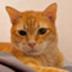 Mack the Meowing Cat logo