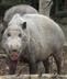 Sui Pig logo