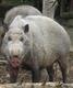 Sui Pig logo