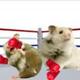 🐹Hamster Fight Club logo