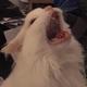 Meowing cat logo