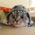 Sala The Cat logo