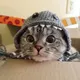 Sala The Cat logo