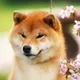 Shiba Inu's Daughter logo