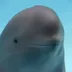 Smiling Dolphin Sui logo