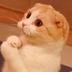 Lol Cat logo