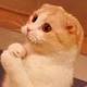 Lol Cat logo