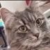The Dev Is A Cat logo