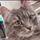The Dev Is A Cat logo