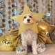 The Christmas Dog Star logo