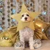 The Christmas Dog Star logo