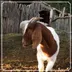 Worlds Most Famous Goat logo