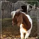 Worlds Most Famous Goat logo