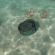 Smiling Pufferfish logo