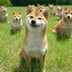 Doges meme CTO logo
