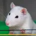 The worlds first Cyber-Rodent logo
