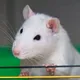 The worlds first Cyber-Rodent logo