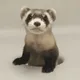 First Clone-born animal logo