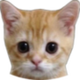 el gato logo